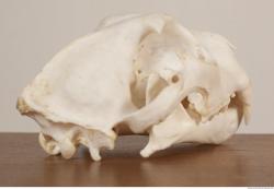 Photo References of Skull